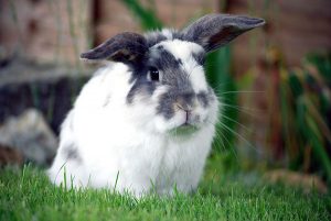 Love Your Pets: Bunny Basics