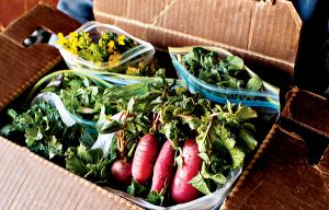 Want Fresh, Local Food Delivered? Try These Great DC-Area CSAs