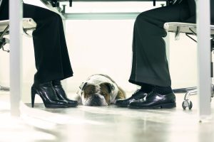 Pets: Who Gets the Dog?