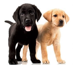 Getting a Dog: A Puppy’s Life