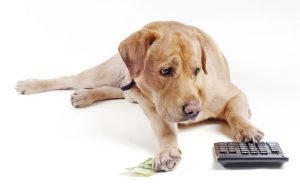 How Much it Costs Anually to Have a Dog