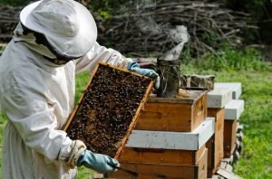 The Rise of Urban Beekeeping in Washington