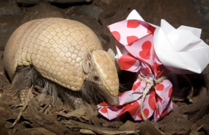 Non-Restaurant Ways to Celebrate Valentine’s Day