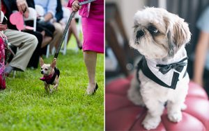 Adorable Alert: Weddings With Dogs