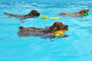 Bring Your Dog to a DC Public Pool This Weekend