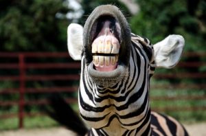 Could You Own a Zebra in DC?