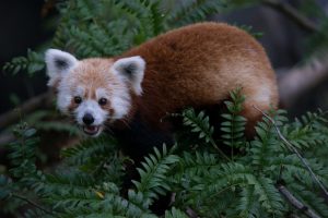 Rusty, the Red Panda Who Escaped From the National Zoo, Has Died