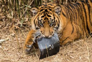 Save the Sumatran Tiger With a Song
