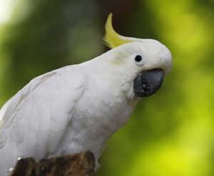 Parrots Drinking Coffee, the Ideal Burger Grip, and 10 Terrible Overreactions to Food Orders Gone Wrong: Eating & Reading