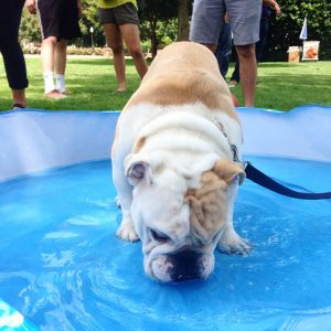 Friday Fun: Georgetown University’s New Mascot Celebrates His First Birthday (Photos)