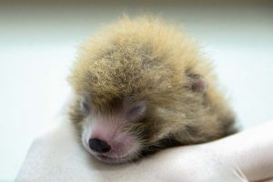 National Zoo’s Red Pandas Give Birth to Three Cubs