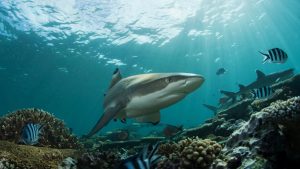 What to Eat During Shark Week: Not Shark