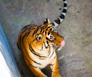 Eating & Reading: The Condom Cookbook, Tigers Eating Marmite, an Ode to Home Cooking