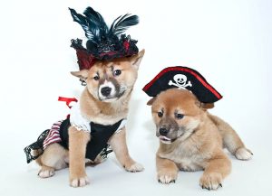 Pet-Friendly Events in Washington, October 17 to 26