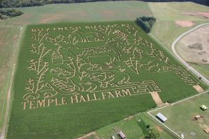 Weekend Wonders: Temple Hall Farm’s Corn Maize & Fall Festival
