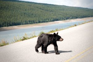 Bear on Highway