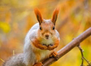 Eating & Reading: Squirrel Burgers, the Best Yelp Takedown Ever, and Preparing for POTUS