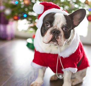 Pet-Friendly Events in Washington, November 15 to 23