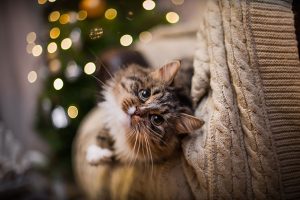 Events for Pet Lovers: December 18 to 21