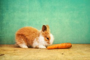 Events for Pet Lovers: January 10 to 18