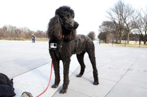 A Dog’s-Eye View of DC