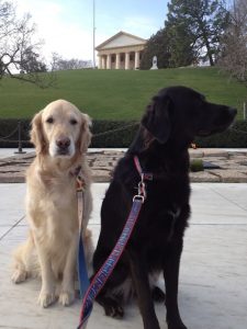 Where to Go With Your Dog: Arlington National Cemetery