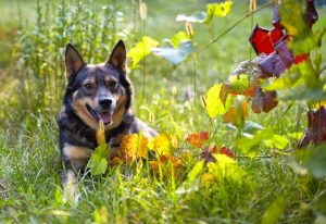 Where to Go With Your Dog: Cana Vineyards