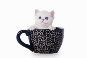 Sign of the Normal Times: DC’s Cat Cafe Is Back