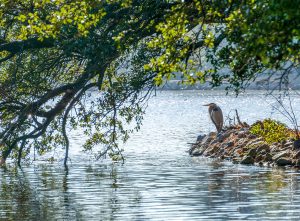 Scenic Hikes at Burke Lake Park