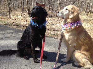 Where to Go with Your Dog this Weekend: Rocky Run Stream Valley Trail
