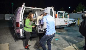 Happy Ending for the Korean ”Meat Dogs”