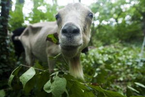 These Goats Are Cleaning Up Historic Congressional Cemetery