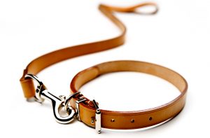 A Puppy Died While In a DC Daycare—Who’s to Blame?