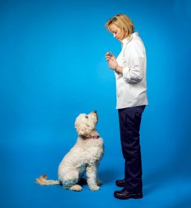 Washington, DC’s Best Pet Care: Training and Behavior