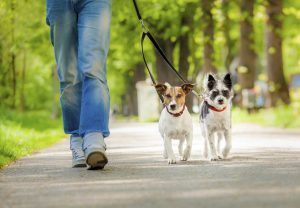 Washington, DC’s Best Pet Care: Pet Sitters and Dog Walkers