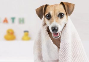 Washington, DC’s Best Pet Care: Groomers