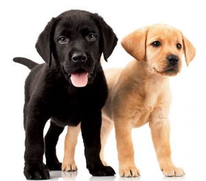 Washington, DC’s Best Pet Care: Mobile Groomers