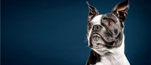 Washington, DC’s Best Pet Care: Mobile Vets