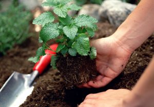 How Gardening Helped Me Cope With My Dad’s Brain Cancer Diagnosis
