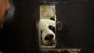 A Day in the Life of a Baby Panda