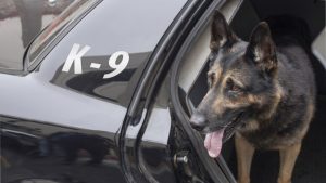 Anderson Cooper Donated Protective Vests for Dogs to a Virginia Police Department
