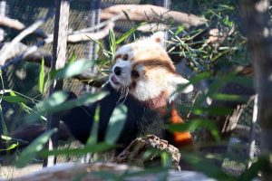 Washington Finally Has Red Pandas Again