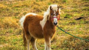 The Constellation Theatre Company is Advertising its Newest Play with a “Pony Pop Up”