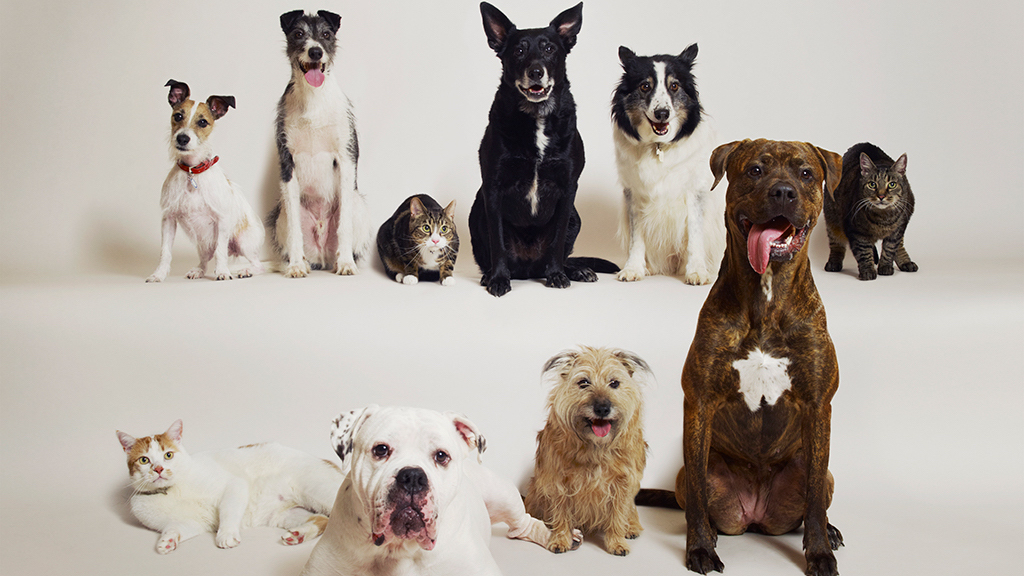 How to adopt a dog in DC. Photograph by Dan Burn-Forti/Getty Images.