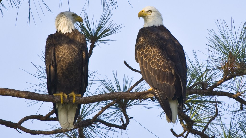 Bald Eagles Found Dead in Maryland