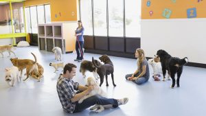 How to Find a Good Pet Sitter In DC