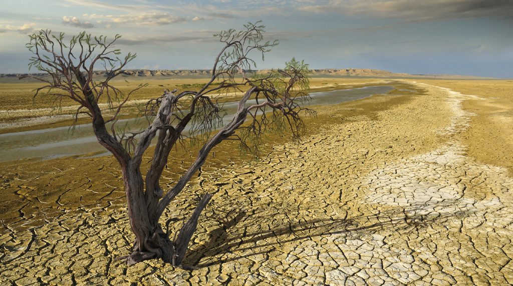 early peak bloom cherry blossoms