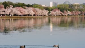 This Is the Perfect Piece of Music to Listen to When You See the Cherry Blossoms