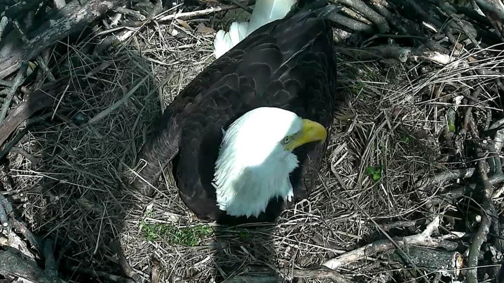 bald eagle egg