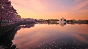 Peak Bloom for Cherry Blossoms Has Been Pushed Back